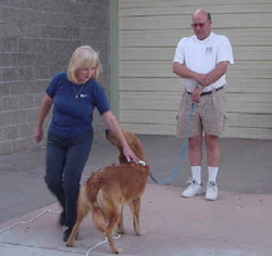 Photo of Ginger inspecting a student's dog during Stand For Examination exercise