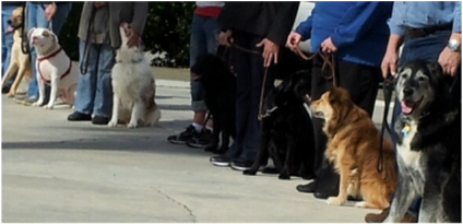 Photo of several dogs sitting at Heel next to handlers during a class 